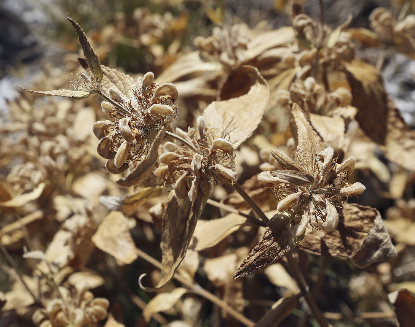 Image of Phlomis taurica specimen.