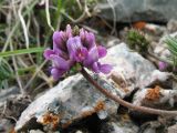 Oxytropis lapponica. Соцветие. Казахстан, Сев. Тянь-Шань, Заилийский Алатау в окр. г. Алматы, Большое Алматинское ущ., р-н Космостанции, 3380 м н.у.м., каменистый обдуваемый гребень. 15 июня 2017 г.