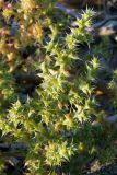 Salsola pontica