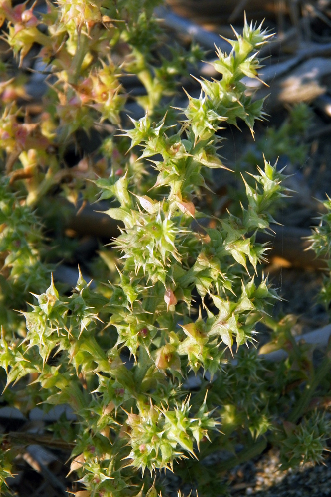 Image of Salsola pontica specimen.