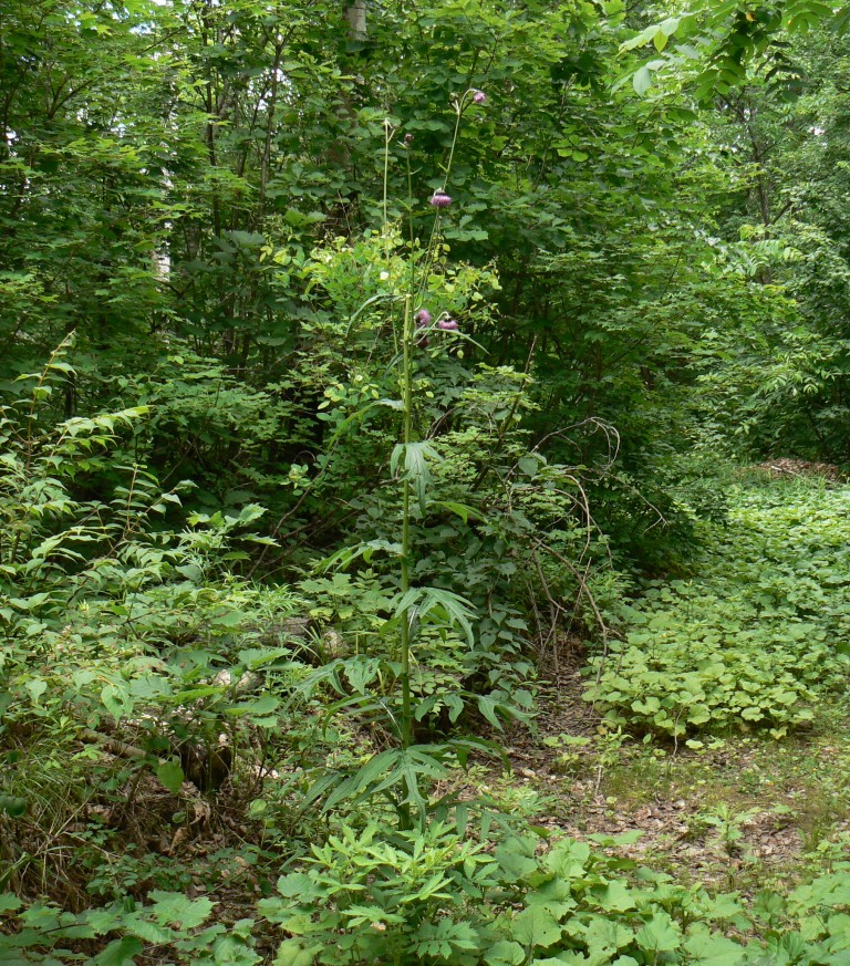 Image of Cirsium schantarense specimen.