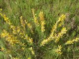 Chamaecytisus lindemannii. Цветущее растение в степи. Днепропетровская обл., балка в верховьях р. Самоткань. 07.05.2010.