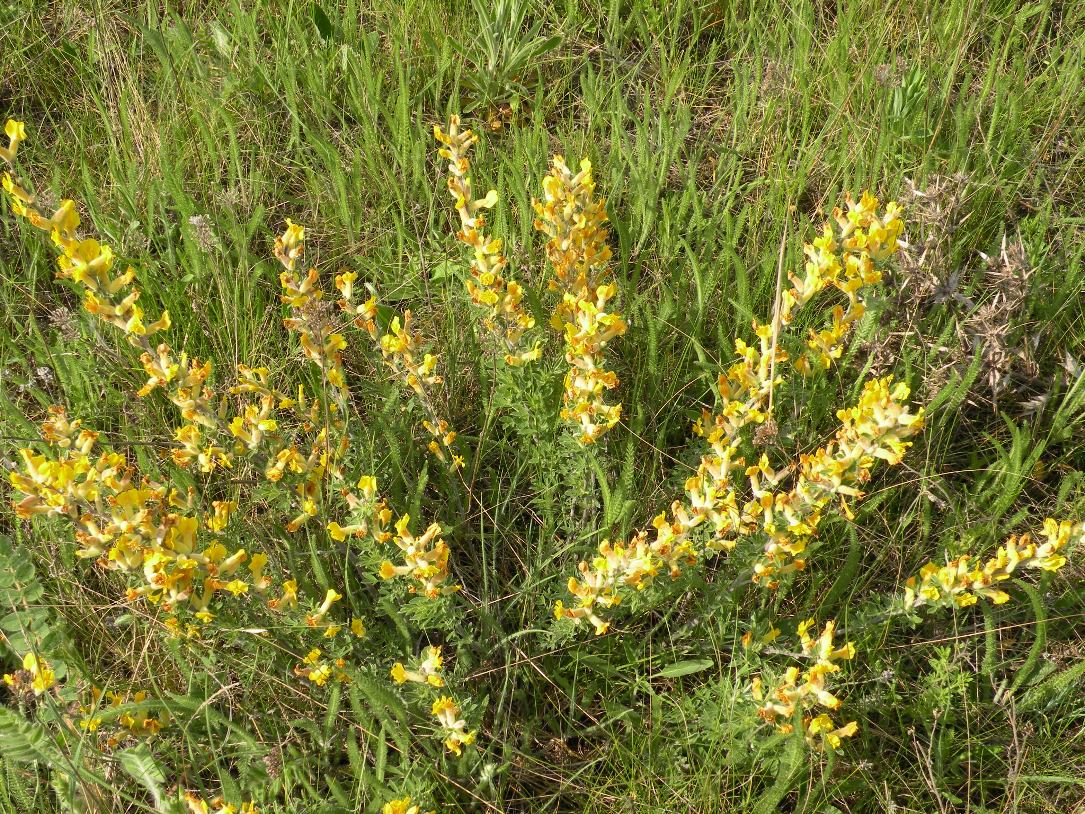 Изображение особи Chamaecytisus lindemannii.