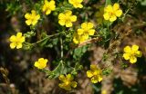 Potentilla canescens