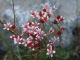 Micranthes nudicaulis