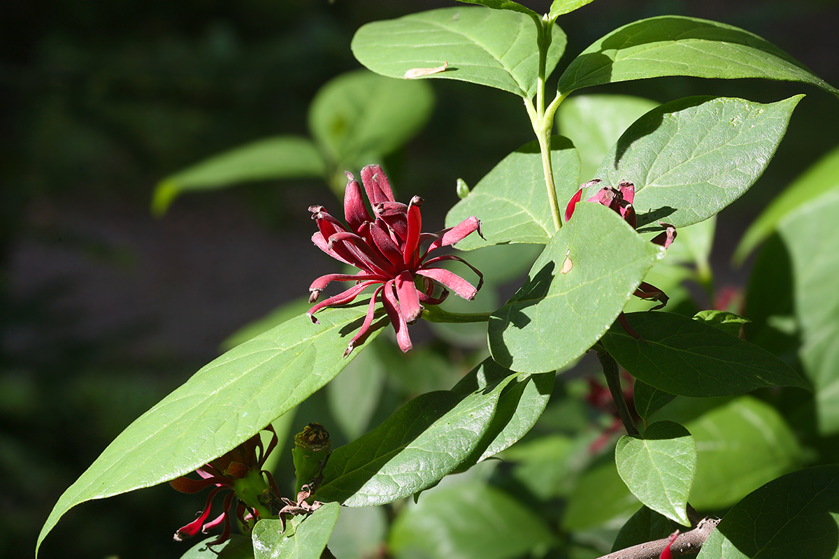 Image of Calycanthus floridus specimen.