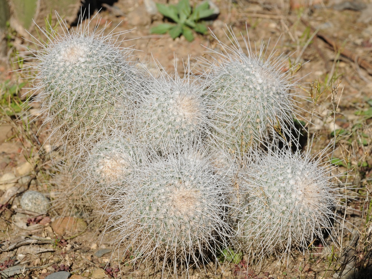 Image of Mammillaria geminispina specimen.