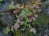 Sedum stoloniferum