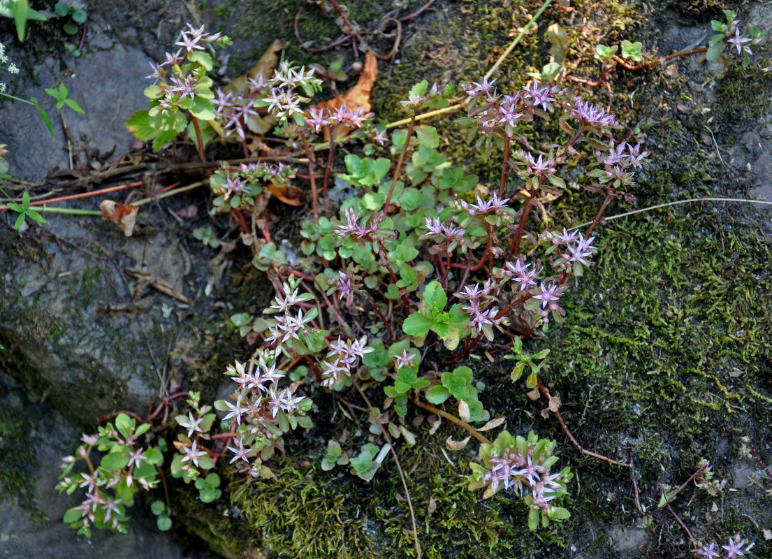 Изображение особи Sedum stoloniferum.