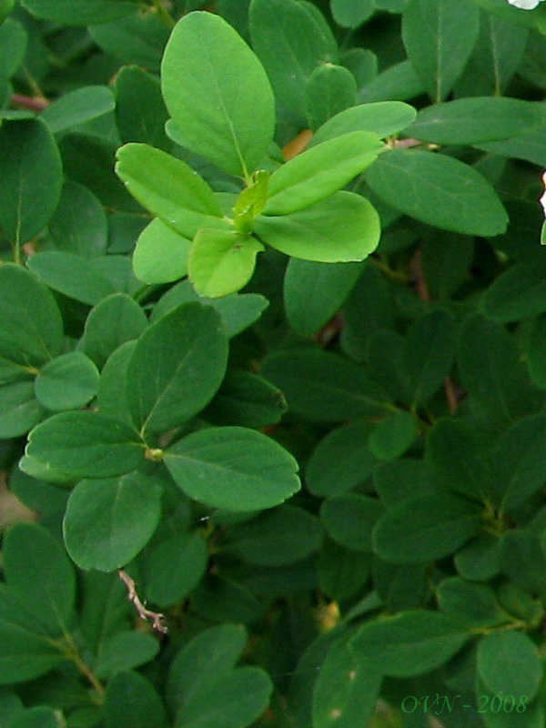 Image of genus Spiraea specimen.