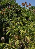 Cynara scolymus