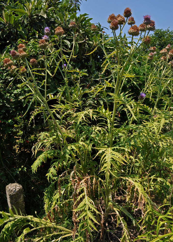 Изображение особи Cynara scolymus.