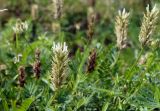 Astragalus inopinatus