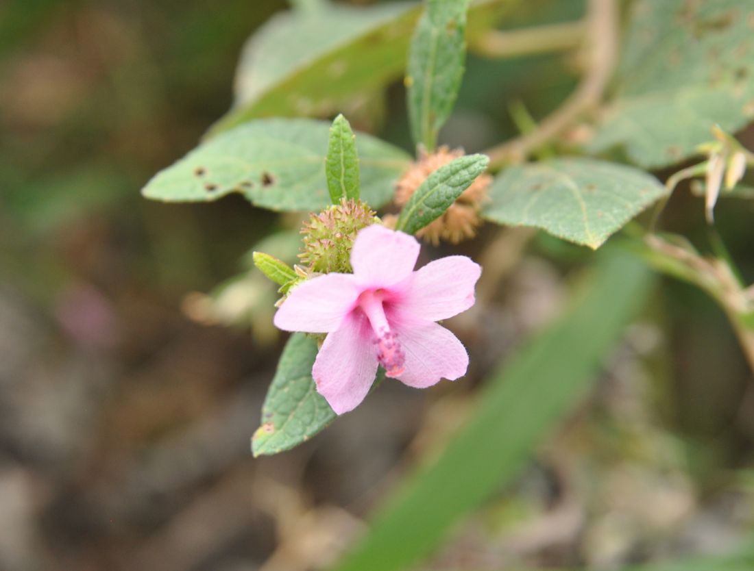 Image of Urena lobata specimen.