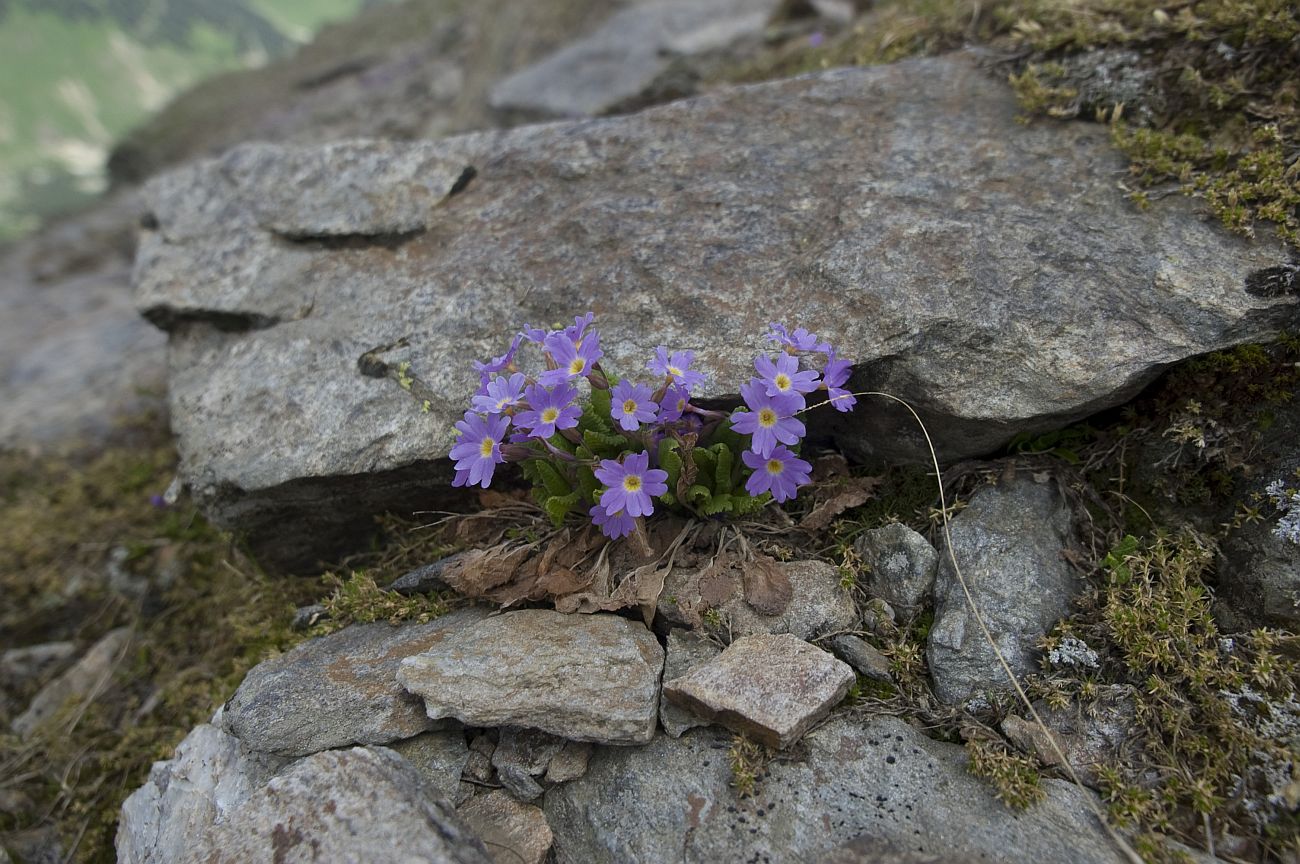 Изображение особи Primula amoena.