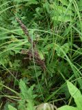 Onoclea sensibilis