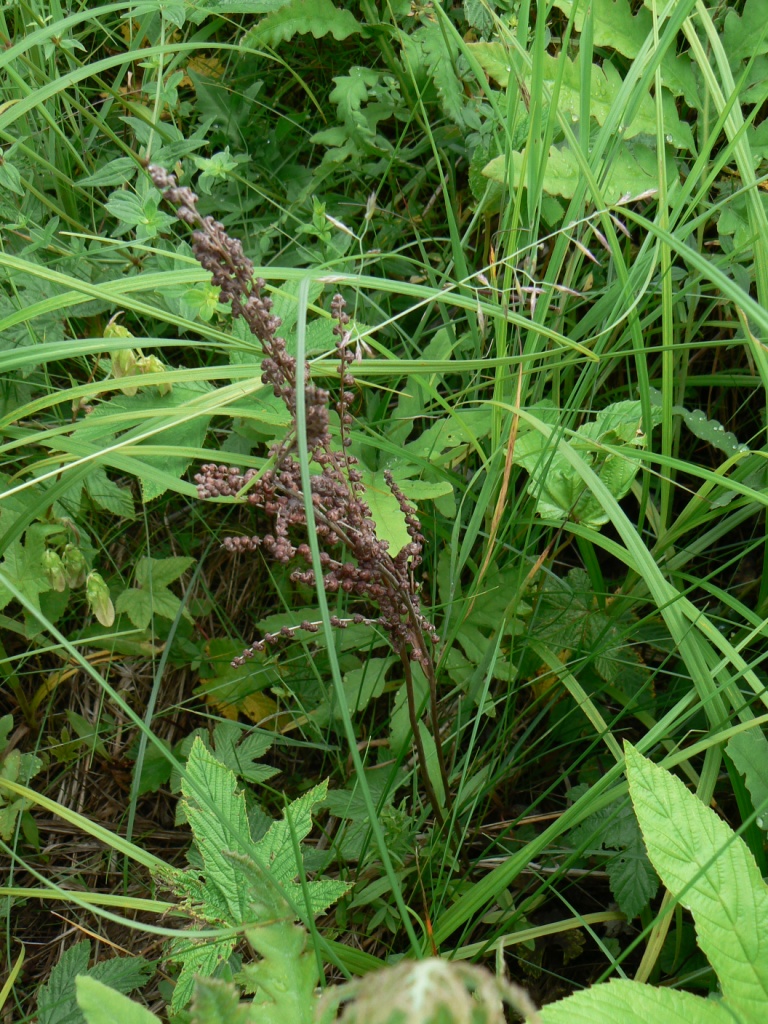 Image of Onoclea sensibilis specimen.