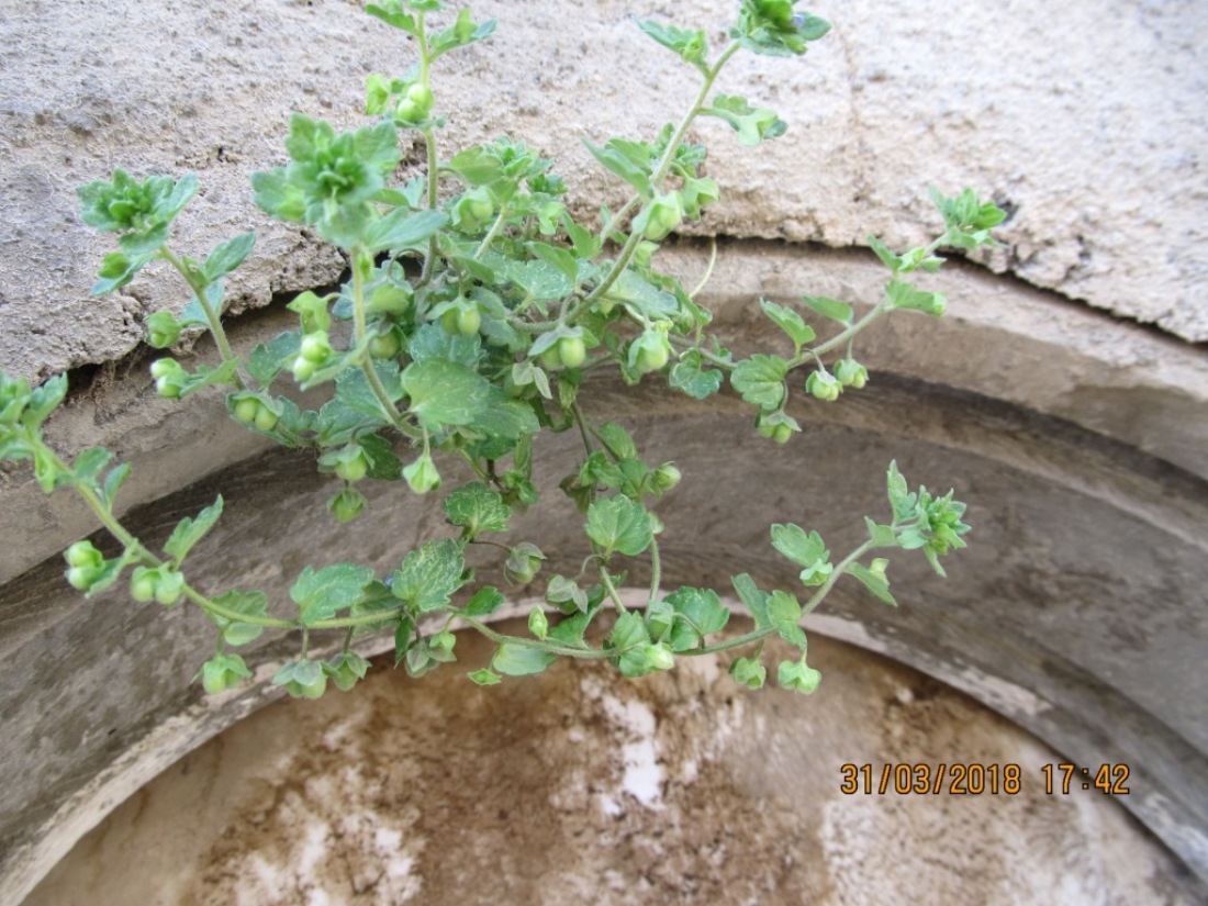 Image of Veronica polita specimen.