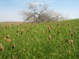 Carex pachystylis