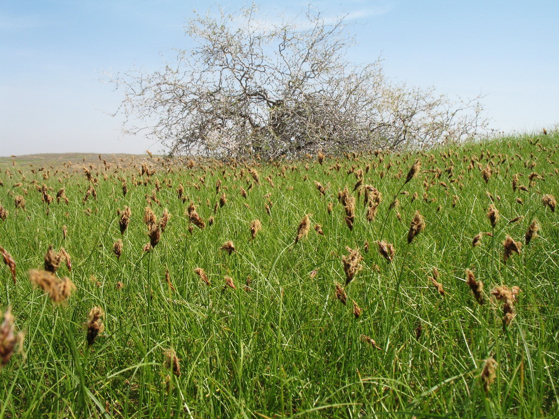 Изображение особи Carex pachystylis.