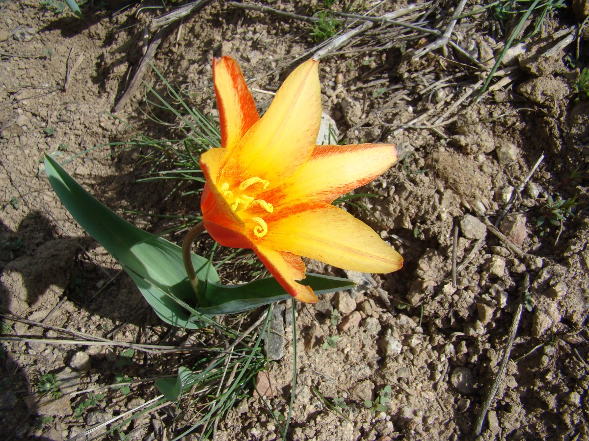 Image of Tulipa kaufmanniana specimen.