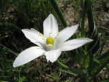 Ornithogalum umbellatum