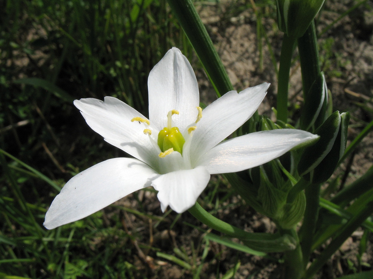 Image of Ornithogalum umbellatum specimen.