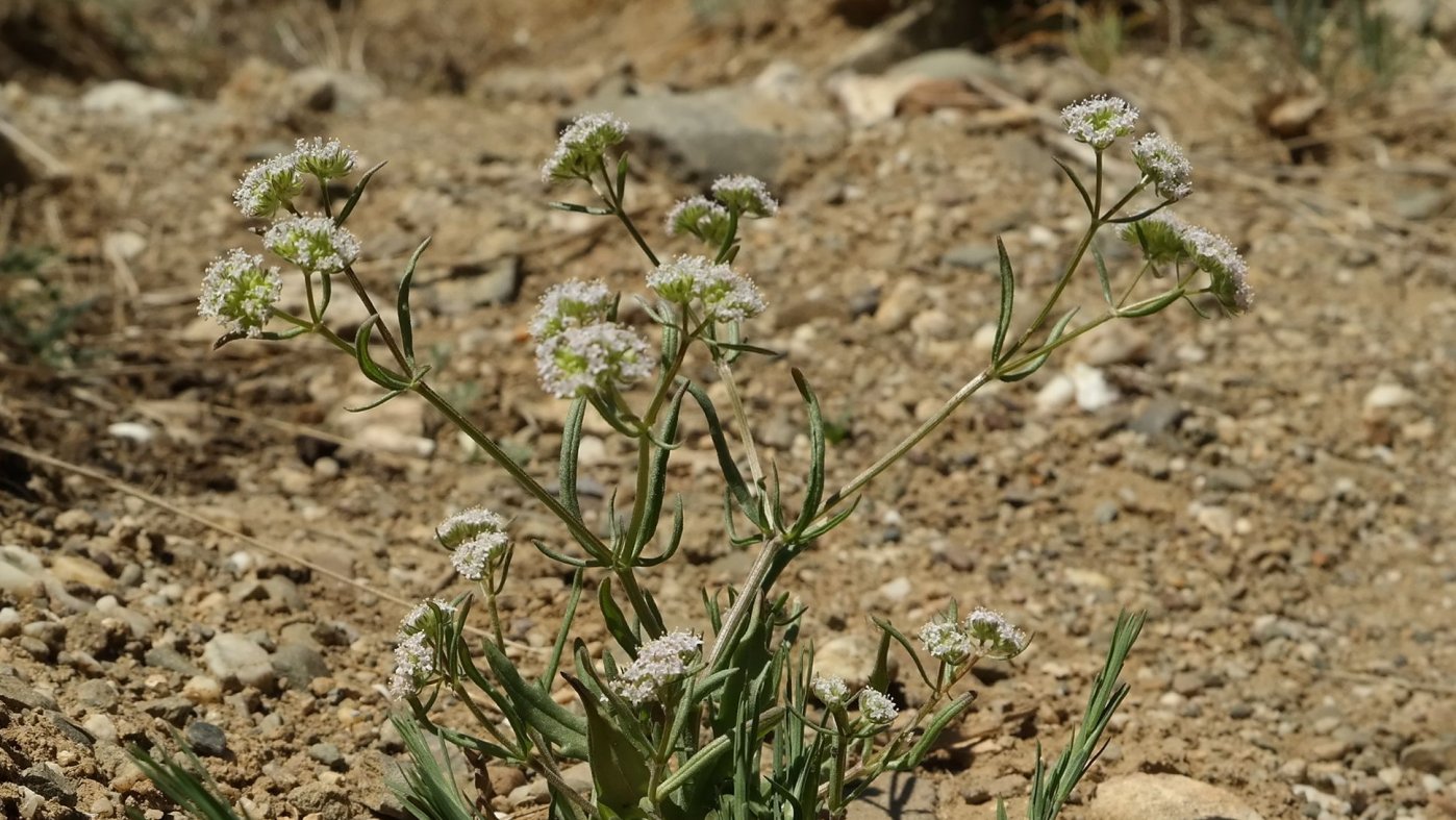 Image of genus Valerianella specimen.