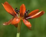 Adonis parviflora. Цветок (вид сбоку). Узбекистан, Андижанская обл., Кургантепинский р-н, Ферганская долина, Ферганский хр., предгорья к северо-востоку от г. Ханабад. 06.05.2018.