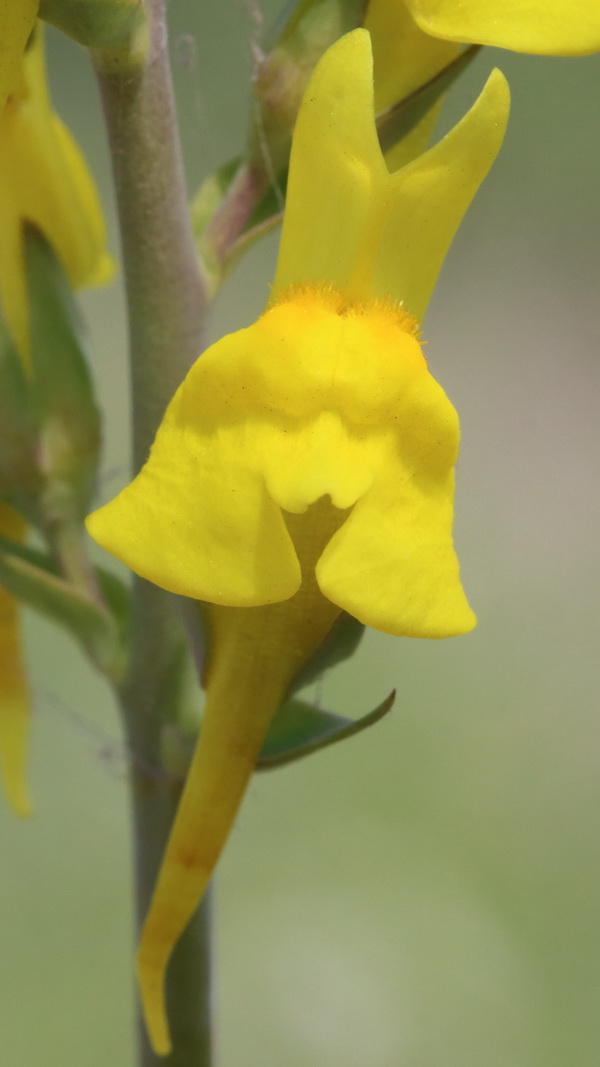 Image of Linaria genistifolia specimen.