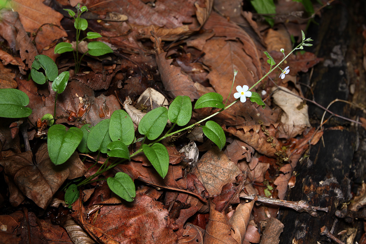 Изображение особи Trigonotis radicans.