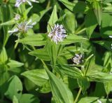 Asperula caucasica