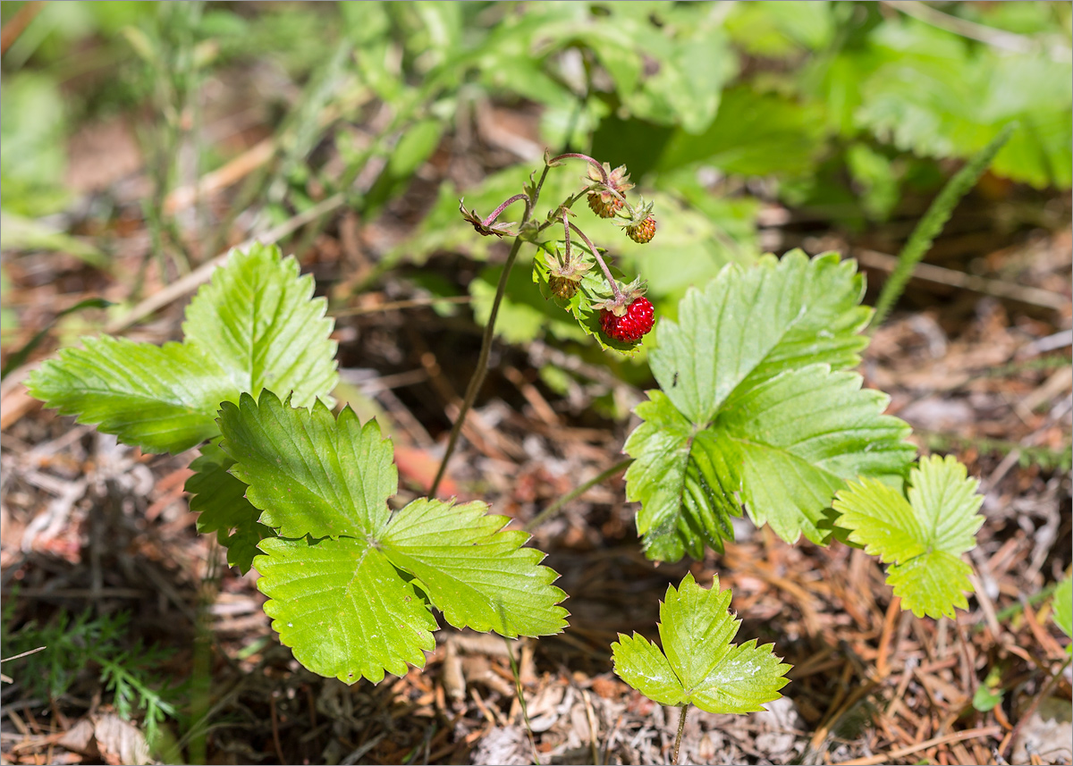 Изображение особи Fragaria vesca.