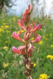 Onobrychis arenaria. Соцветие. Крым, Байдарская долина, луг. 26 мая 2010 г.