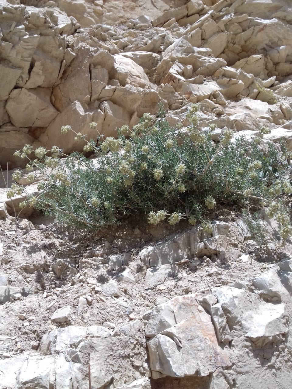 Изображение особи Asperula glomerata.