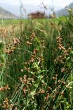 genus Schoenoplectus