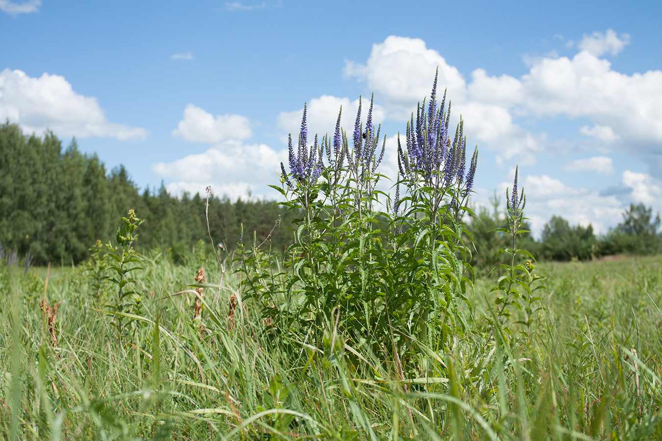 Изображение особи Veronica longifolia.