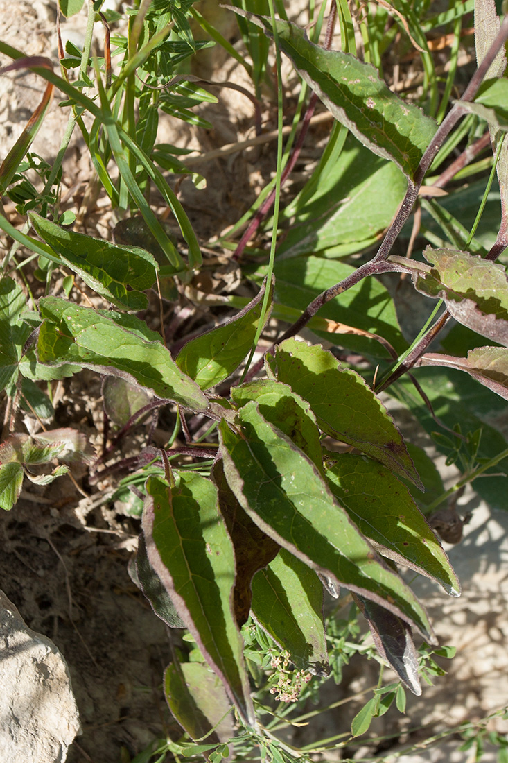 Изображение особи Campanula rapunculoides.