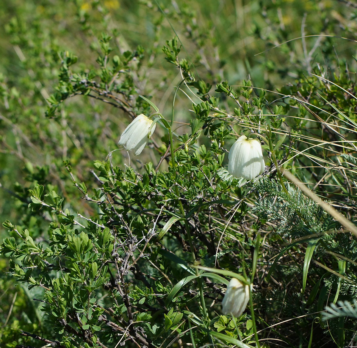 Image of Fritillaria verticillata specimen.