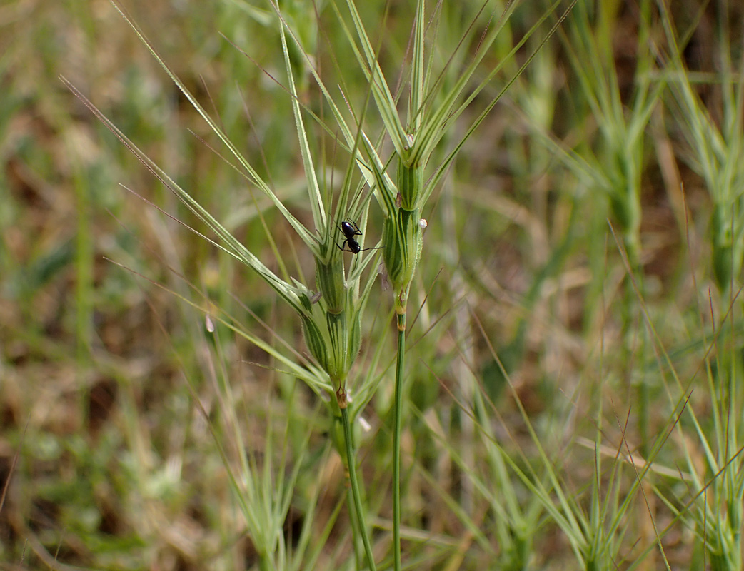 Изображение особи Aegilops ovata.