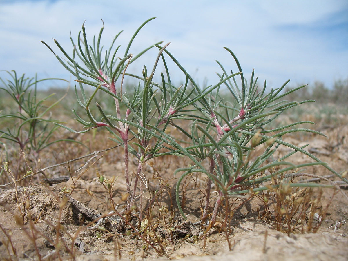 Image of Petrosimonia sibirica specimen.