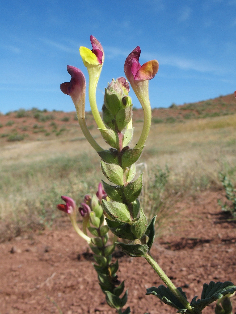 Изображение особи Scutellaria androssovii.