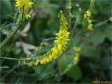 Melilotus officinalis. Часть соцветия. Украина, Ивано-Франковская обл., Болеховский горсовет, Поляницкий сельсовет, Поляницкий региональный ландшафтный парк, урочище Выдрына, буковый лес. 13.07.2018.