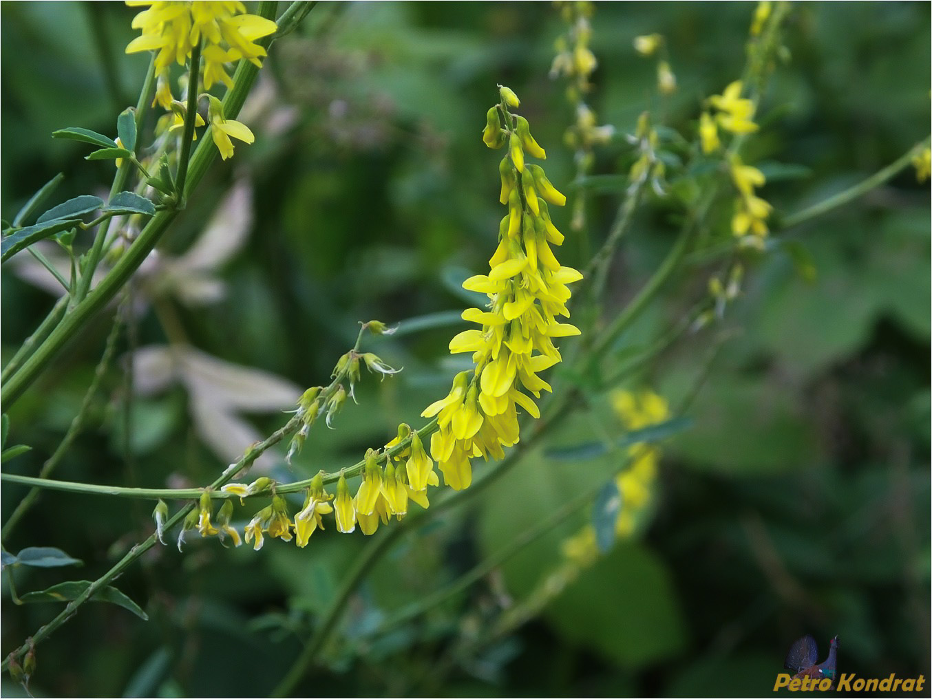 Изображение особи Melilotus officinalis.