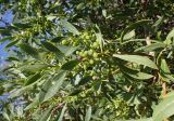 Myoporum acuminatum