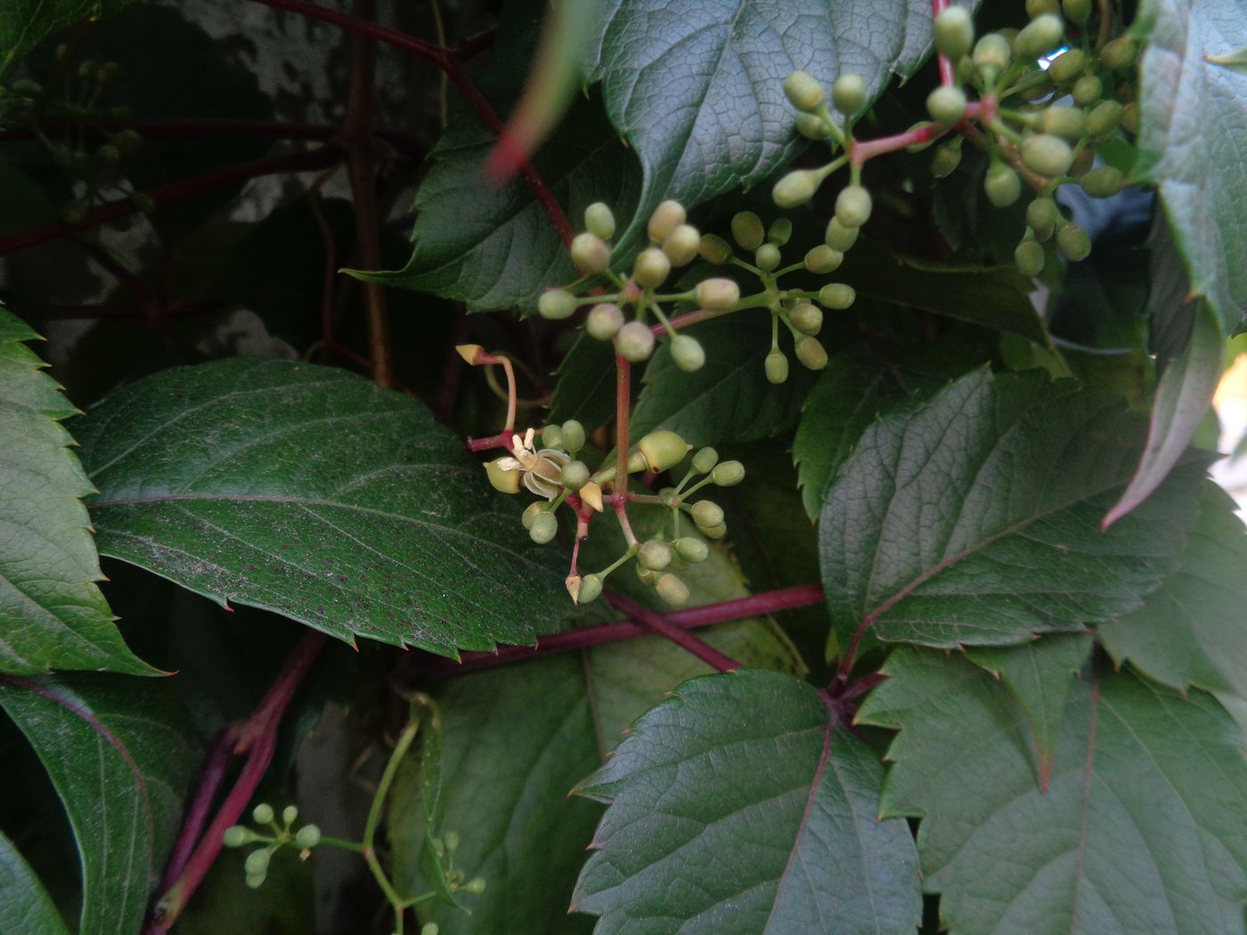 Image of Parthenocissus quinquefolia specimen.