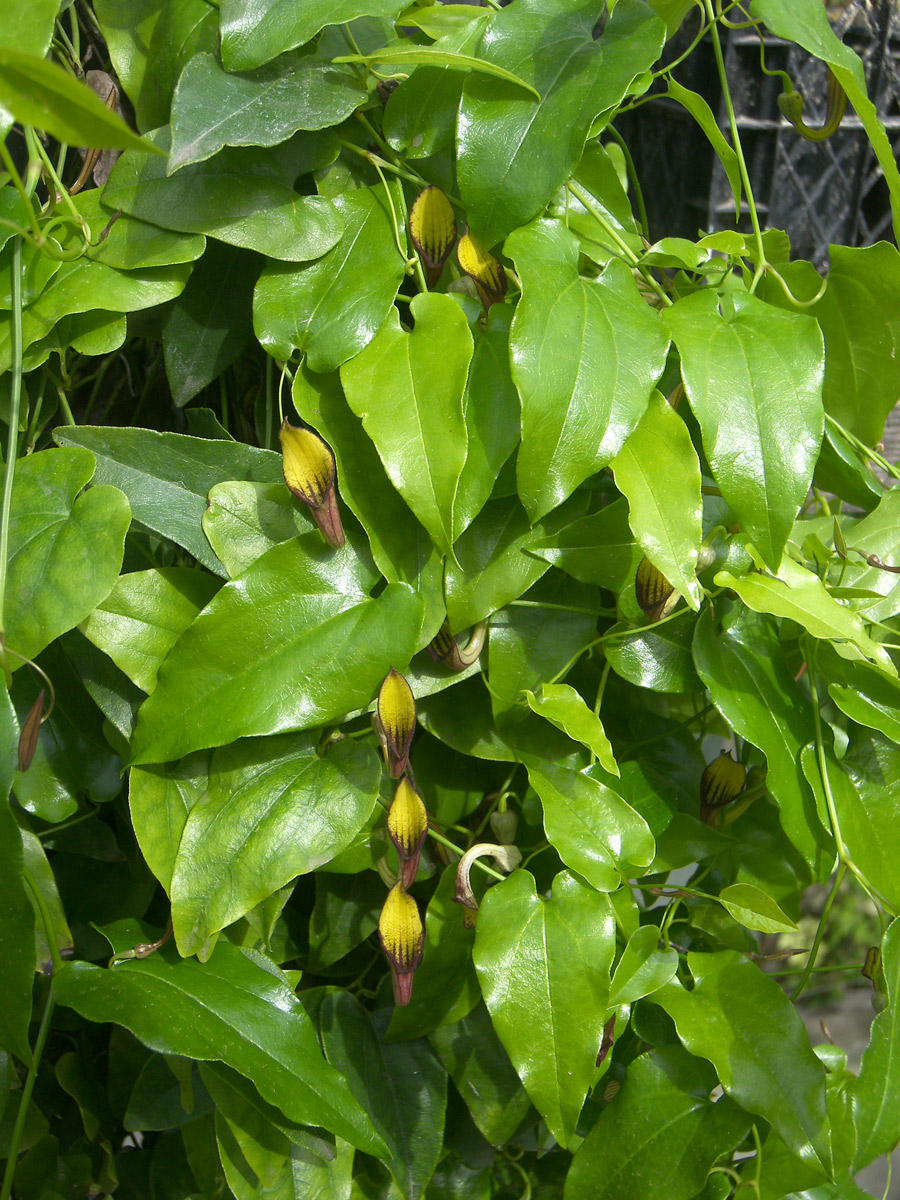 Image of Aristolochia sempervirens specimen.