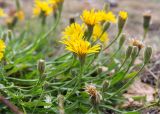 Scorzoneroides autumnalis. Верхушки побегов с соцветиями. Кольский п-ов, Терский берег Белого моря, олуговелый участок приморской тундры, подверженный рекреации. 23.07.2018.