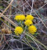 Galatella linosyris