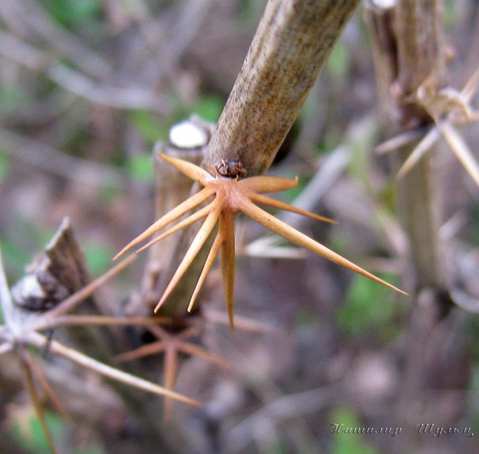 Image of Berberis vulgaris specimen.